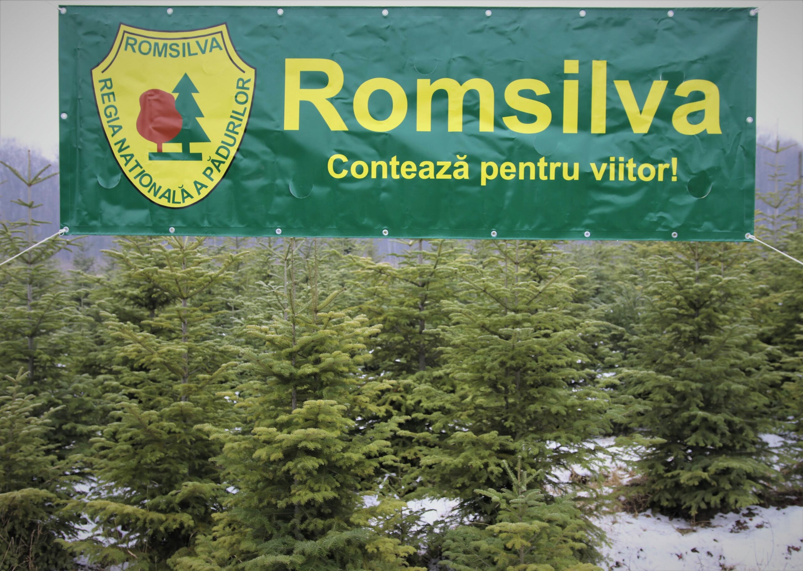 ROMSILVA – Romsilva oferă spre vânzare peste 30 de mii de pomi de Crăciun în sezonul sărbătorilor de iarnă. Direcția Silvică Sibiu nu comercializează pomi de Crăciun, nici la sediile ocoalelor silvice, nici în alte pucte de desfacere.